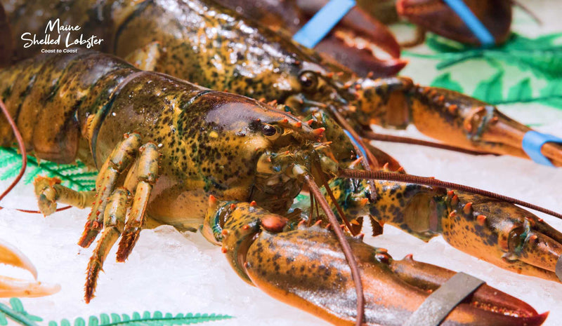Is Lobster Sustainable? A Plain-Spoken Answer