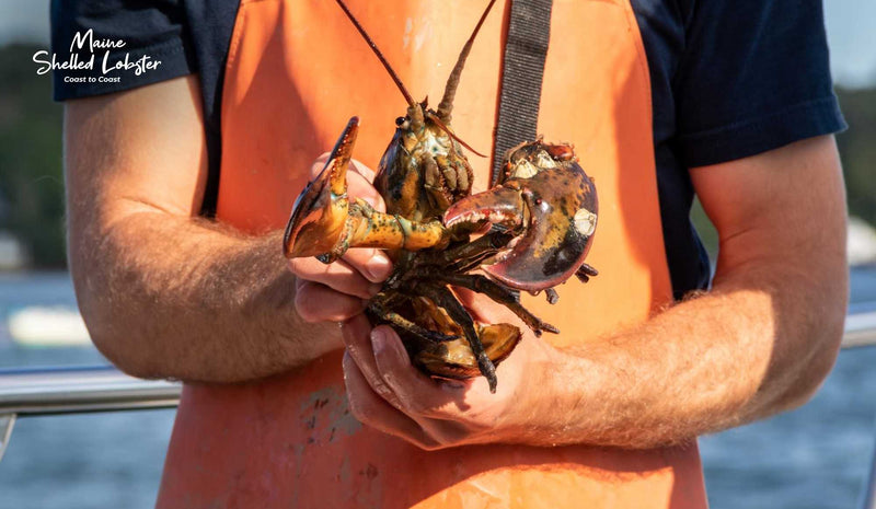 A Day With Maine Lobster Fishermen, From Catch to Your Door