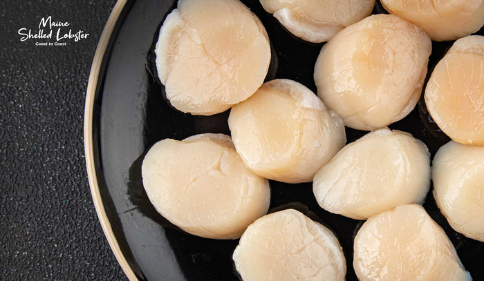 Scallop Sizes Explained, From U10 to 30/40