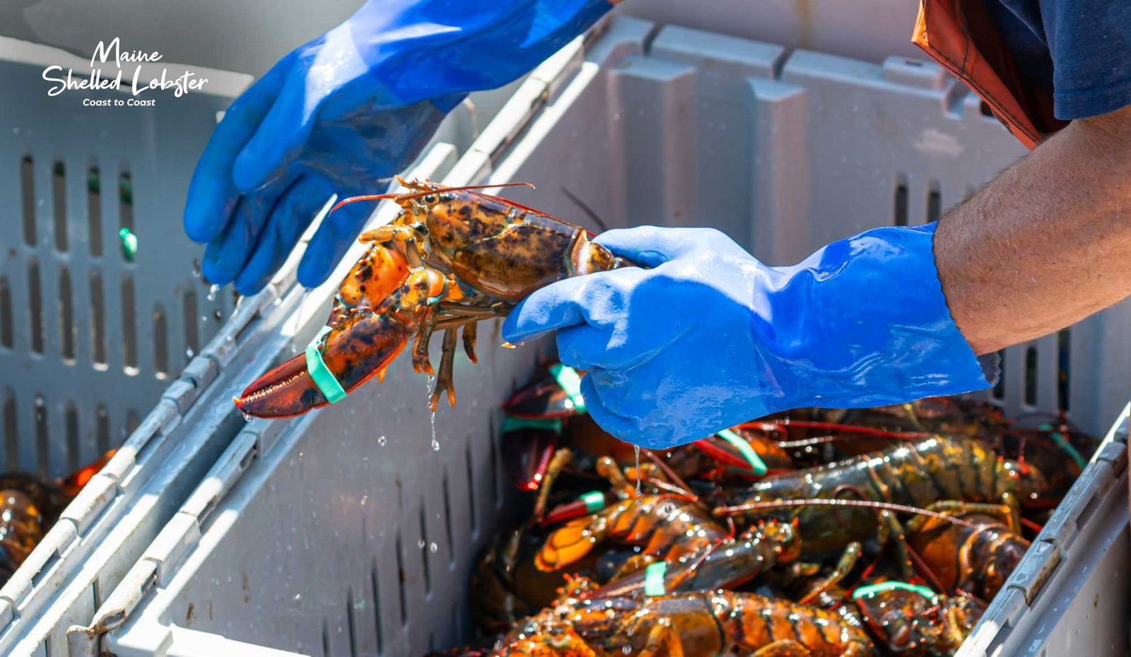 maine lobster vs canadian lobster comparison with cooked Maine lobster meat