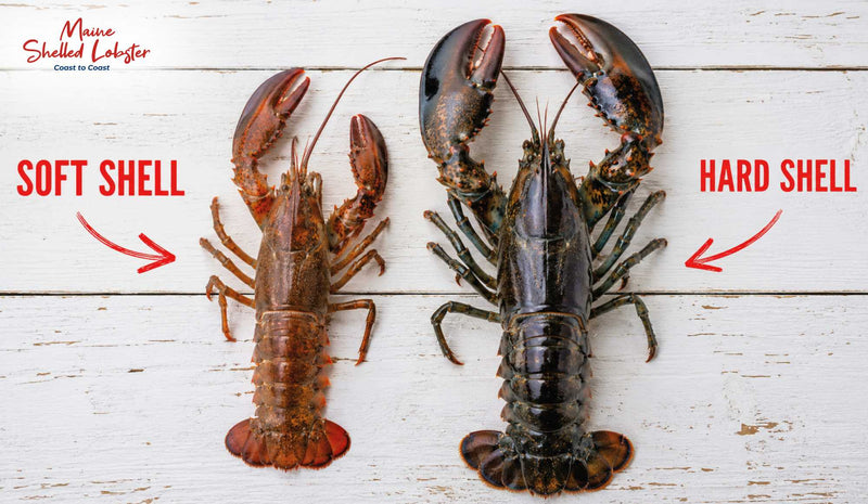 Hard Shell vs Soft Shell Lobster: What Is the Difference?