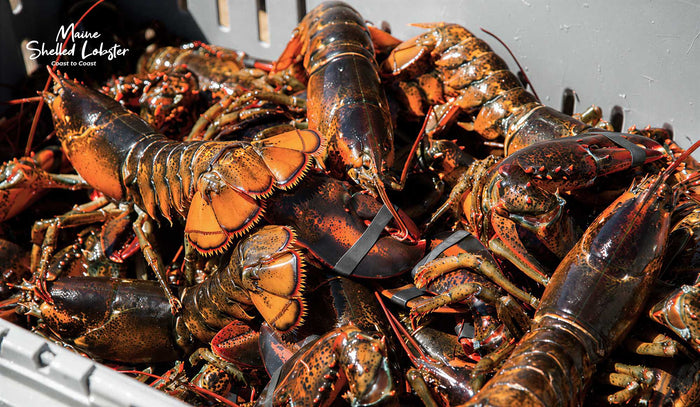 Lobster Meat Delivery: What Actually Happens When You Order