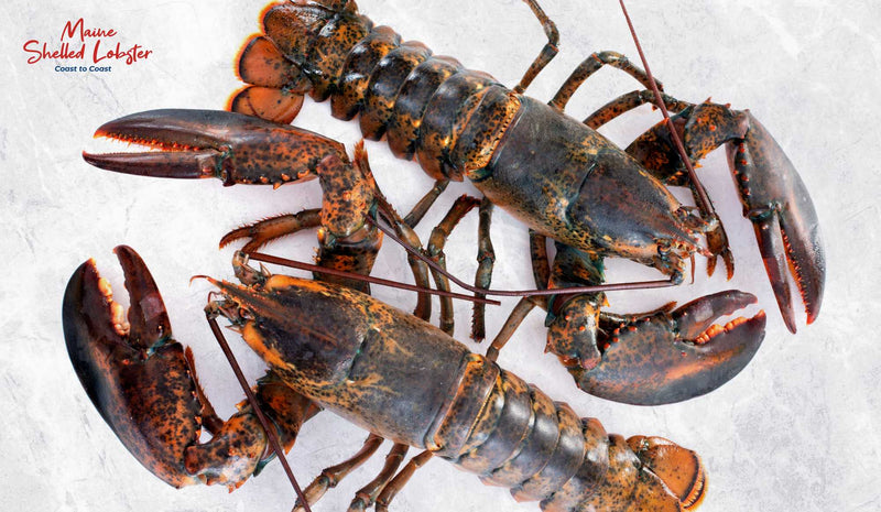 Maine Lobster vs Caribbean Lobster: Which Should You Buy?