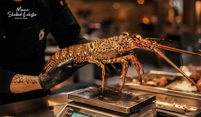 How Much Does Lobster Cost Per Pound? Complete Price Guide