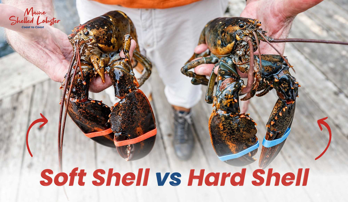 Soft shell vs hard shell lobster, a soft new-shell lobster beside a firm hard-shell lobster