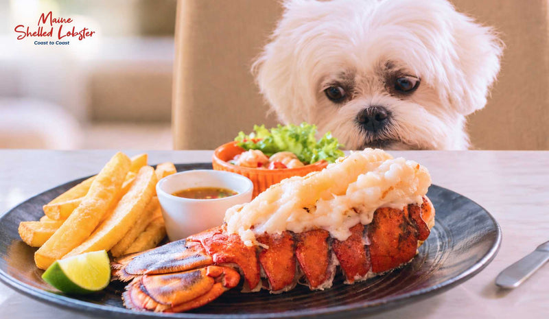 Can Dogs Eat Lobster Meat? A Careful Guide for Owners