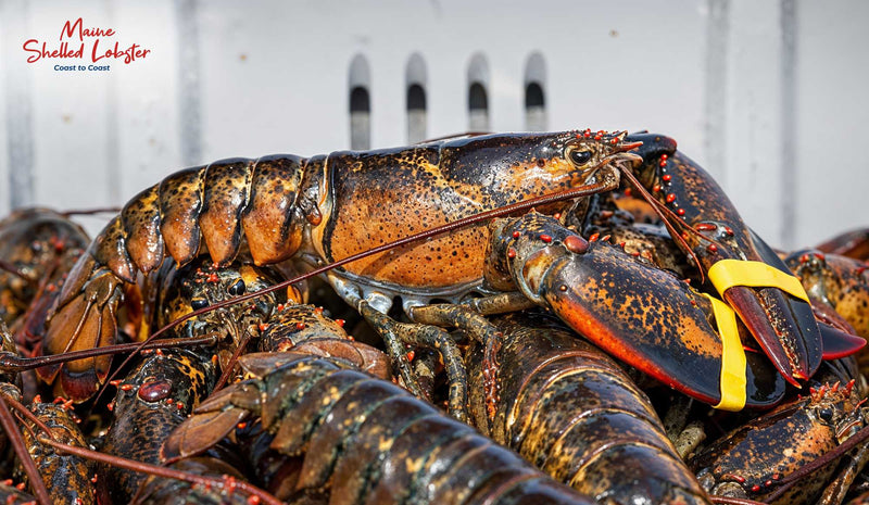 When Is Lobster Season in Maine?