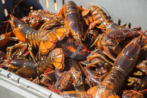 Live Maine Lobster